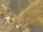 25th Mar 2020 - Toadspawn in the Pond