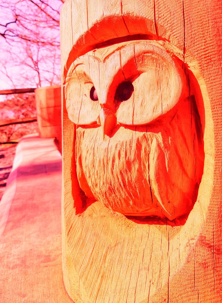 24th March Orange Owl by valpetersen