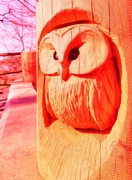24th Mar 2020 - 24th March Orange Owl