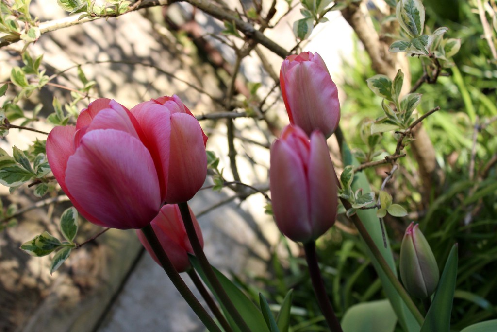 24th March dutch tilt tulips by valpetersen
