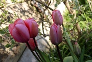 24th Mar 2020 - 24th March dutch tilt tulips