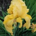 Iris Germanica by louannwarren