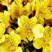 25th Mar 2020 - Yellow Flowers From Ande