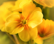 25th Mar 2020 - sunny happy yellowness