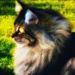 I Just Look at My Cat by gardenfolk