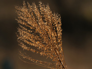 25th Mar 2020 - Chinese Silver Grass