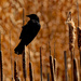 Red-winged blackbird and cattails by rminer