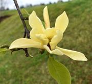 24th Mar 2020 - Yellow Bird Magnolia with raindrops