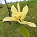 Yellow Bird Magnolia with raindrops by homeschoolmom