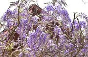 25th Mar 2020 - Wisteria Roof
