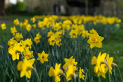 25th Mar 2020 - A host, of golden daffodils