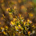young leaves in the sun by haskar