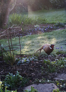 25th Mar 2020 - Early morning visitor