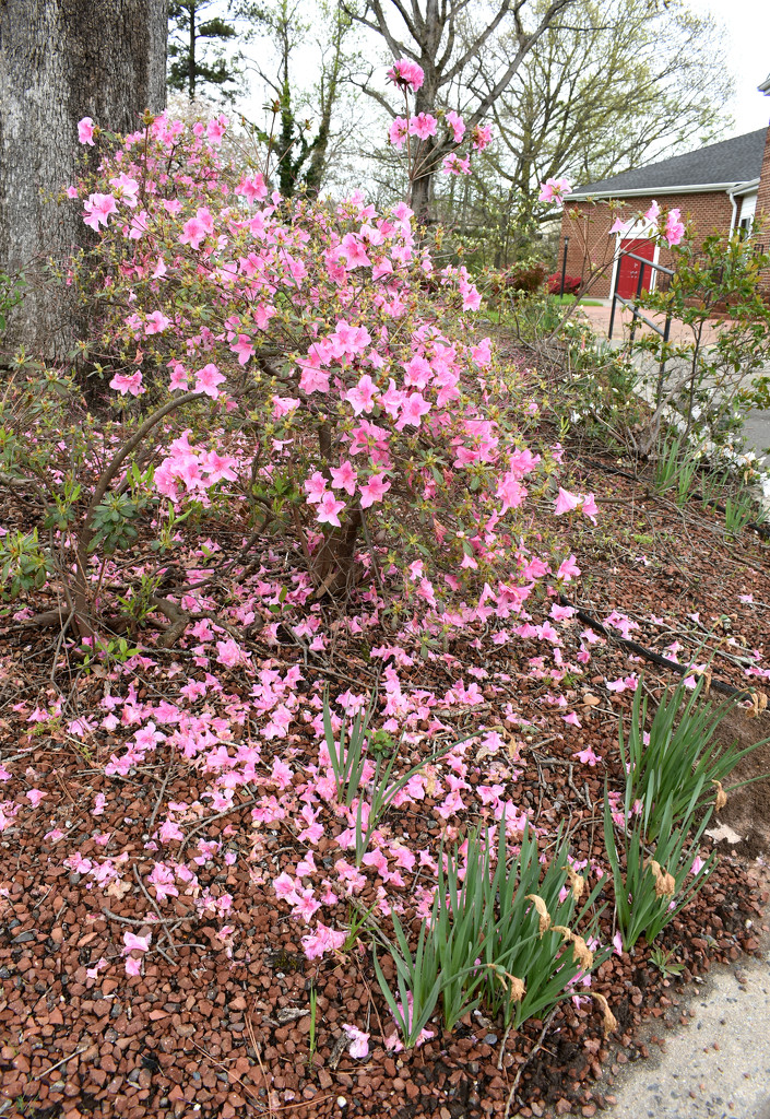 Pink Spring by homeschoolmom