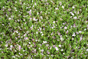 26th Mar 2020 - GREEN Spring Grass