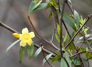 23rd Mar 2020 - Yellow Flower