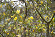20th Mar 2020 - Yellow flowers in a tree