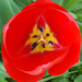 Tulip by janturnbull