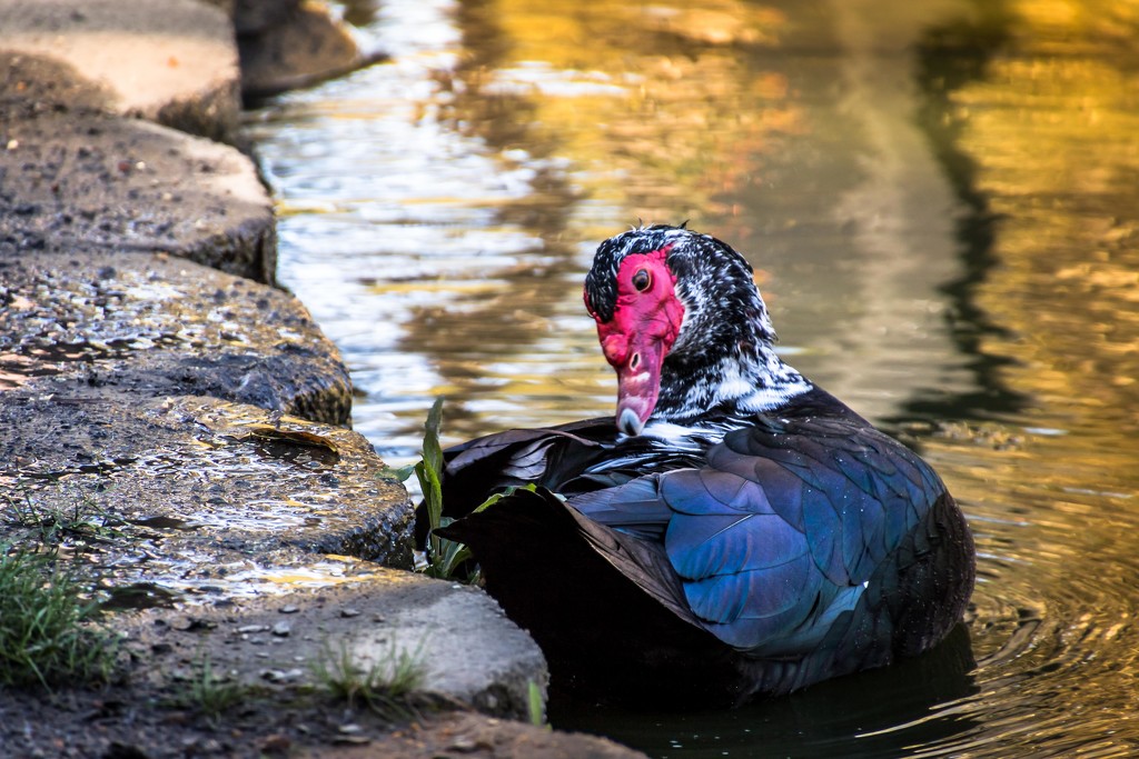 My Favorite: Muscovy Duck by darylo