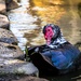 My Favorite: Muscovy Duck by darylo