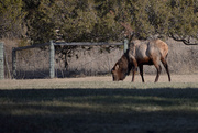 23rd Mar 2020 - Elk At Bison Range Picnic Area