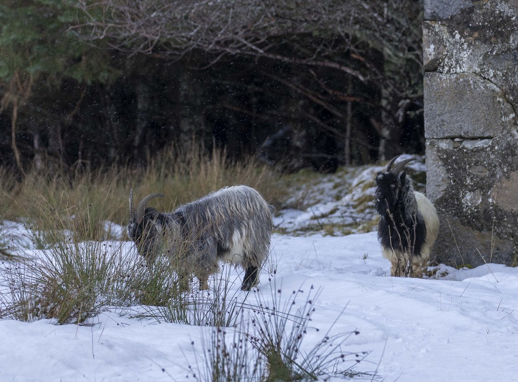 mountain goats  by shepherdmanswife