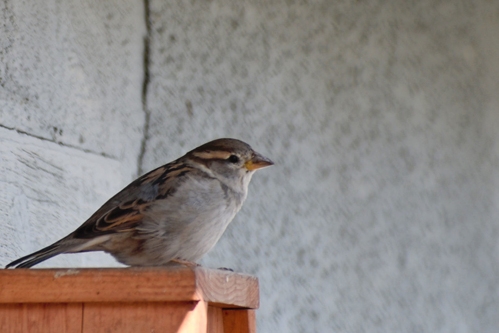 One of Our Many Sparrows by bjywamer