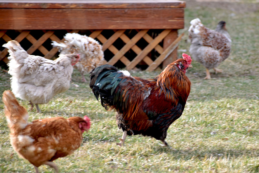 Neighbor's Rooster and His Harem of Hens by bjywamer