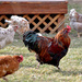 Neighbor's Rooster and His Harem of Hens by bjywamer