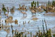 25th Mar 2020 - Western Sandpipers