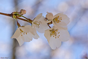 25th Mar 2020 - Cherry Blossoms