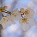 Cherry Blossoms by lstasel