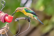 26th Mar 2020 - Mr and Mrs.Malachite Sunbird