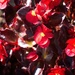 Red begonia by kiwinanna