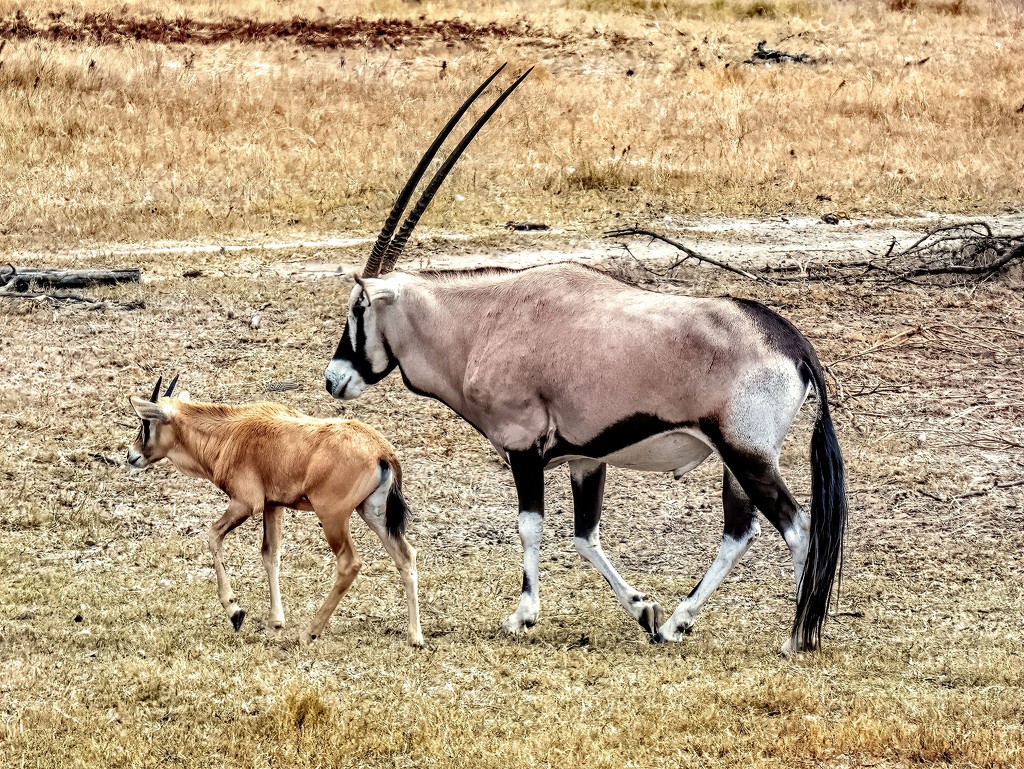 Oryx by ludwigsdiana
