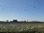 25th Mar 2020 - Snow Geese Gathering 