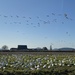 Snow Geese Gathering  by clay88