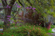 26th Mar 2020 - Spring at Hampton Park, Charleston, SC