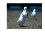 26th Mar 2020 - Hopeful seagulls