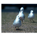 Hopeful seagulls by suez1e