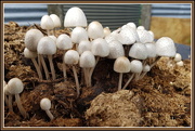 26th Mar 2020 - Fungi family