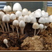 Fungi family by rustymonkey