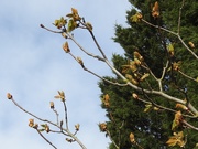 23rd Mar 2020 - Opening Buds 2