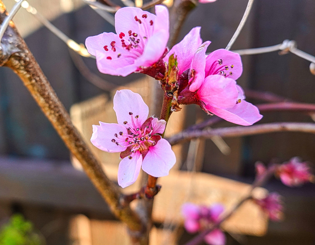 Peach Flowers by tonygig