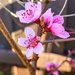 Peach Flowers by tonygig