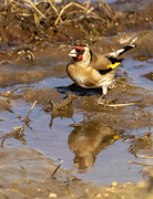 26th Mar 2020 - Thirsty Goldfinch