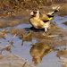 Thirsty Goldfinch by shepherdmanswife