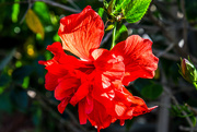 26th Mar 2020 - Hibiscus beauty