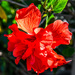Hibiscus beauty by danette