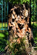 27th Mar 2020 -    Texture &Colour in this Tree Trunk  ~    